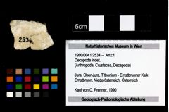 Foto (Objekt + Etikett) von Decapoda indet.  (NHMW-GEO-1990-0041-2534)